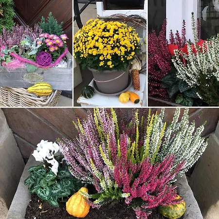 Gaestehaus Zur Sonne Bed & Breakfast 3*